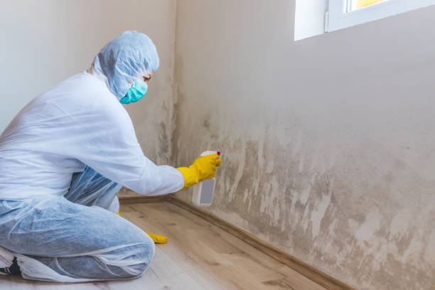 Licensed Mold Cleanup service in Waldorf, MD - WQB Mold Removal